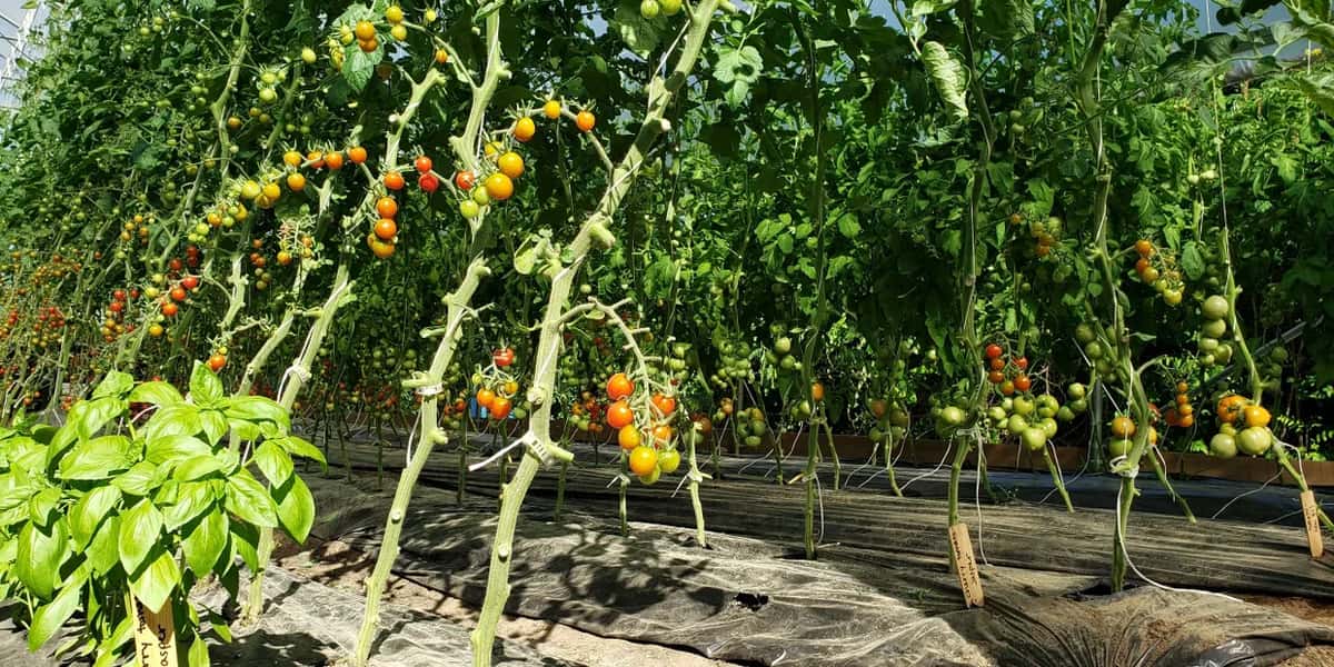 Hip Peas Farm