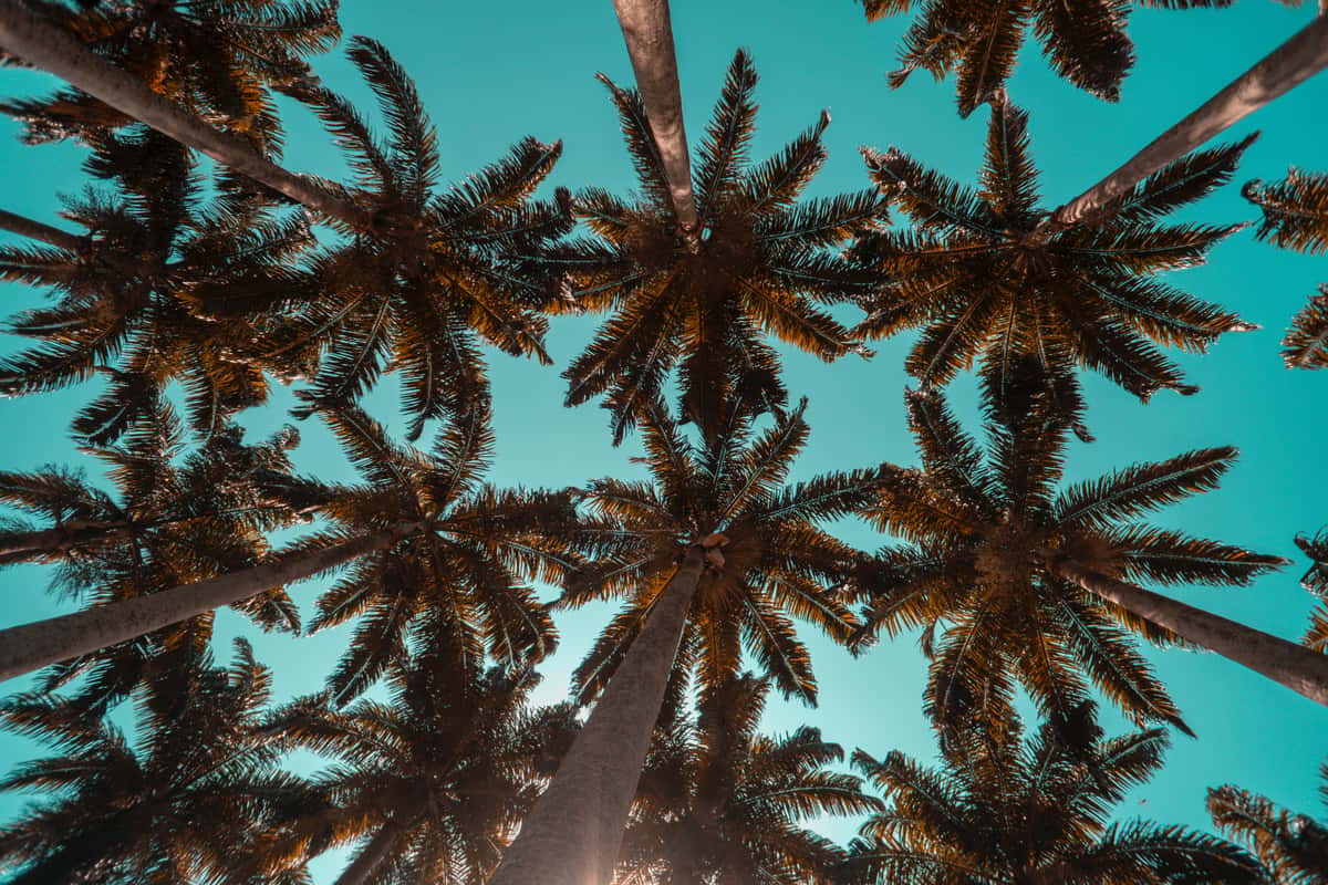 palm trees worm's eye view
