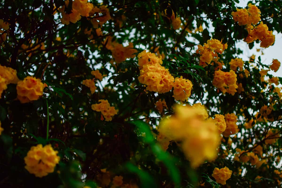 flowers