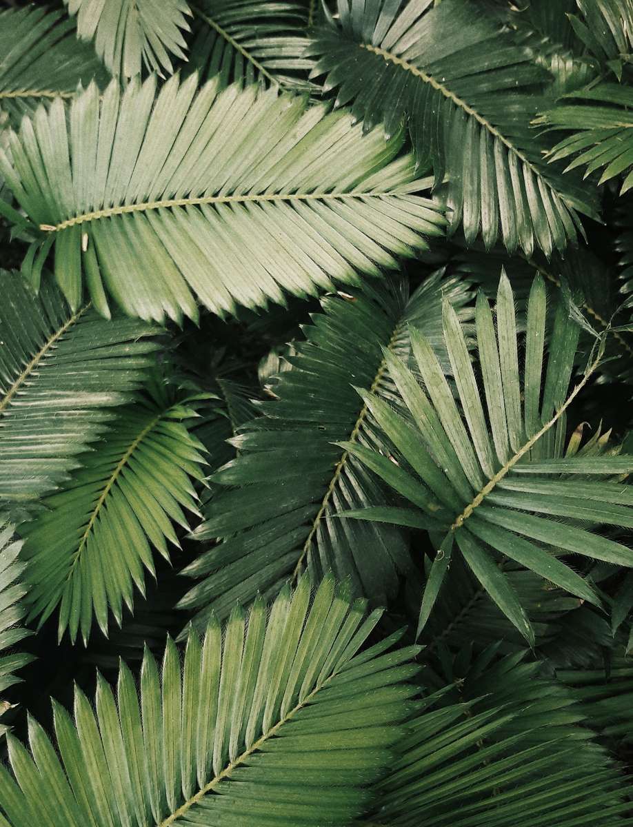 leaves