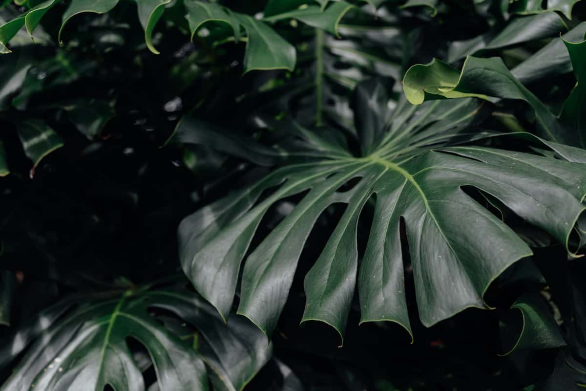 leaves