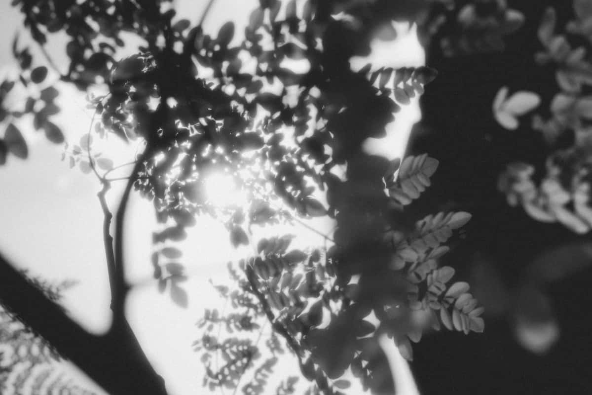 leaves in black and white
