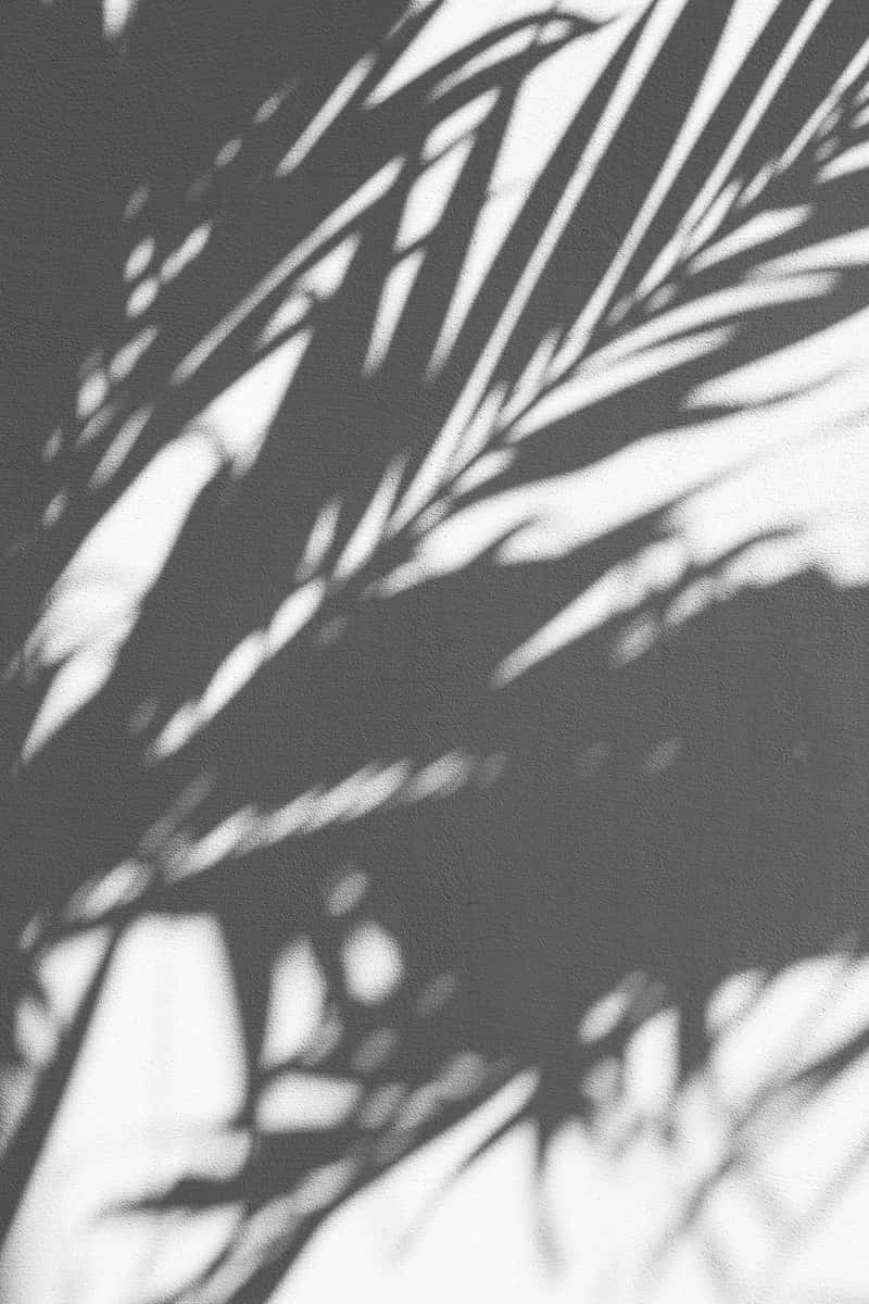 shadow of leaves