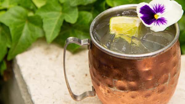 Mediterranean Mule