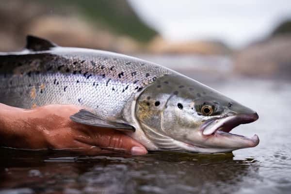 King Salmon