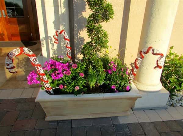 different plants and flowers in large flower pot