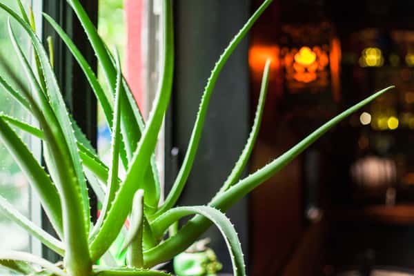 agave plant