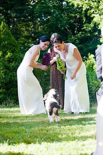 bridesdog
