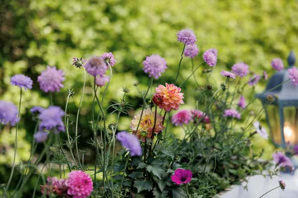 flowers