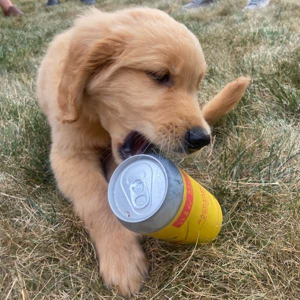 dog biting beer can