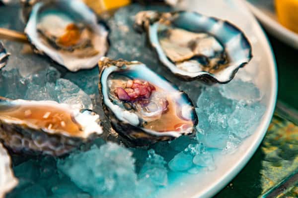 Iced oysters in a plate