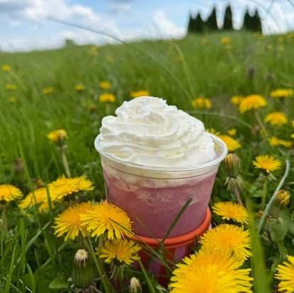Pink fruit smoothie topped with whipped cream, sitting in a field of dandelions