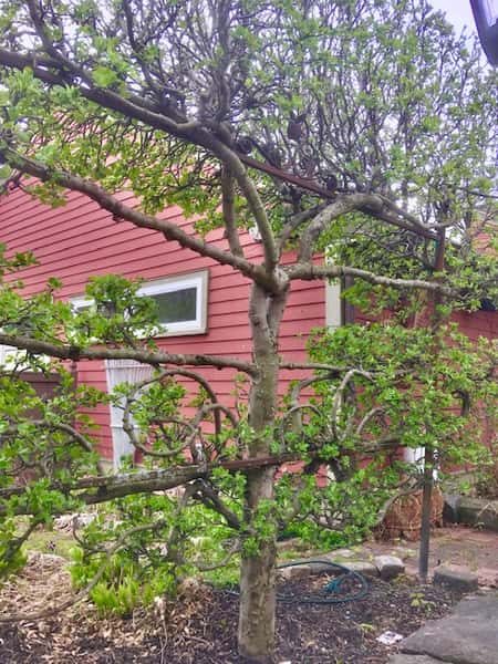 tree