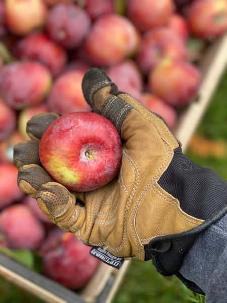 someone holds a red apple over a pile of red apples
