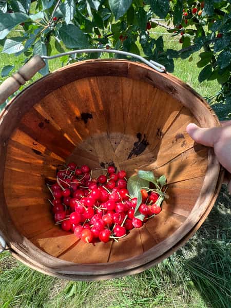A hand pours cherries out of a wicker basket