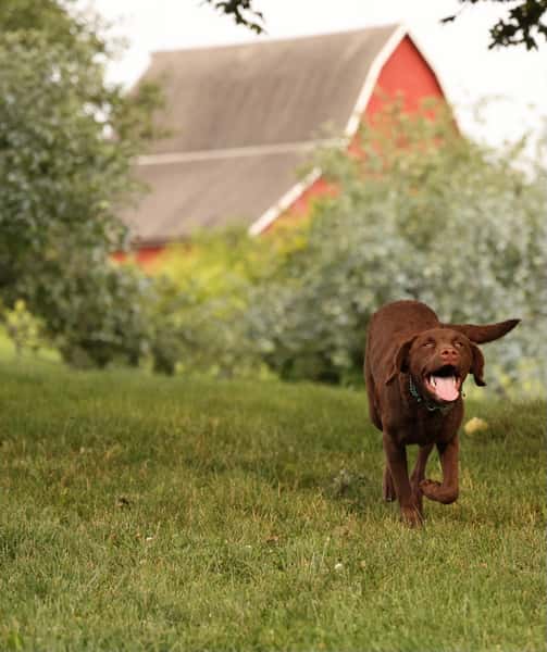 Brown dog runs on the farm