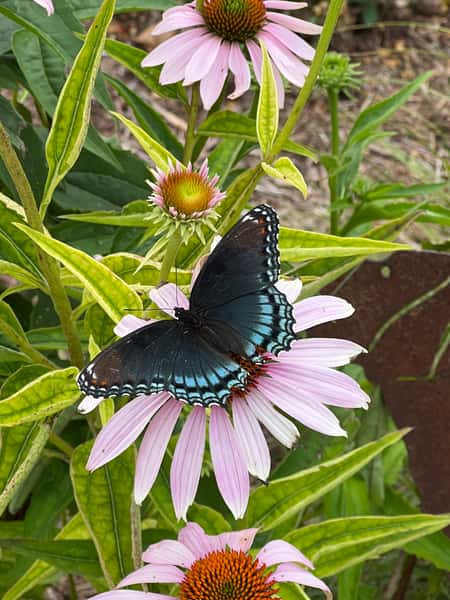 a blue butterfly sits on a pink flower