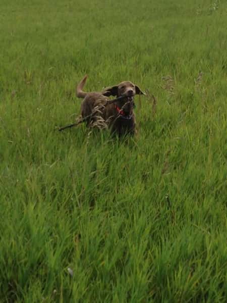 Brown dog runs with stick in grass