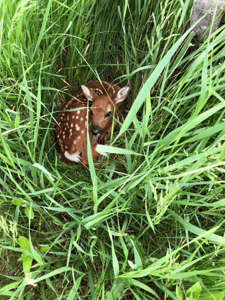 A baby deer in the grass