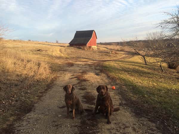 Dogs and barn