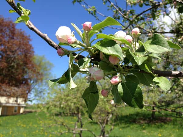apple flower blossoms on a tree