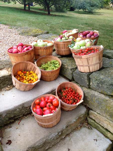 baskets of apples