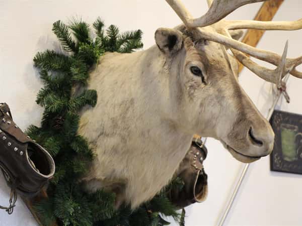 Deer Taxidermy