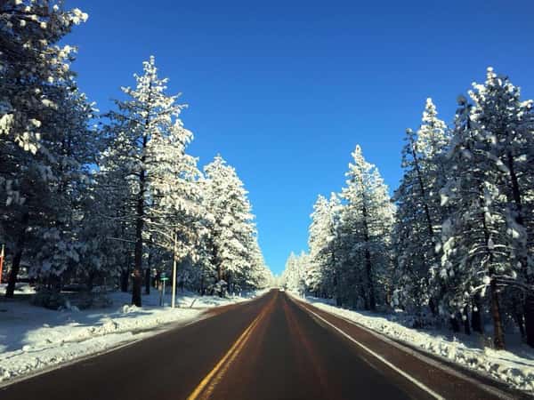 Open road with snow covered trees on either side