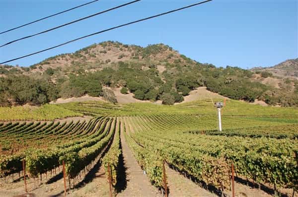 Large image of the whole vineyard