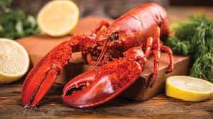 1.5 Pound Fresh Whole Maine Lobster