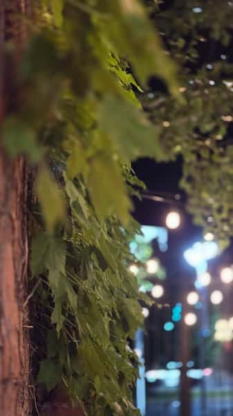 Close-up of green ivy leaves growing on a brick wall at night, with blurred string lights and street scene in the background.