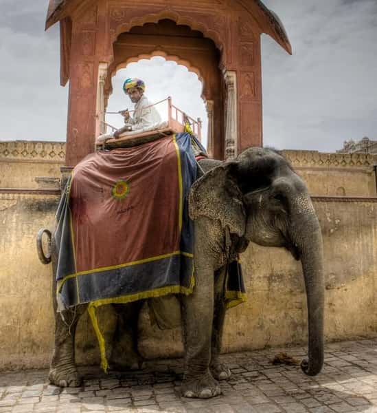 elephant