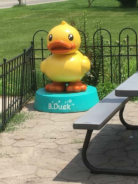 ducks