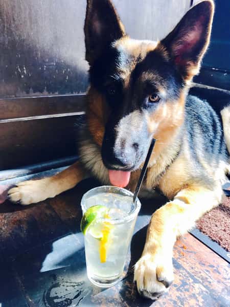 German Shepherd lying on the floor with tongue out beside a lime-garnished drink in a clear glass with straw.