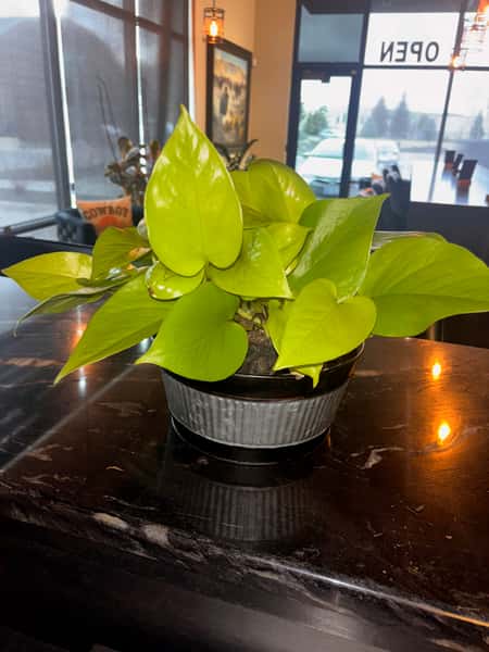 Neon Pothos #2