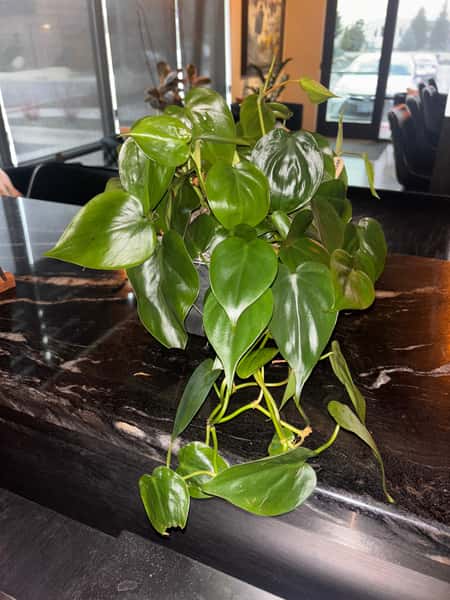 Heartless Philodendron