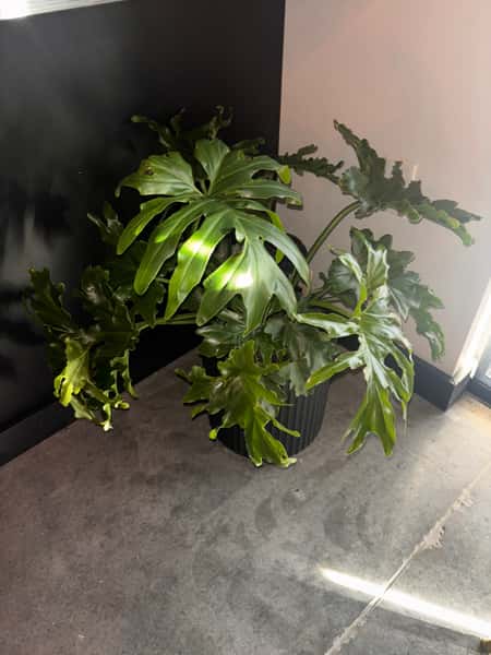 Philodendron Lickity Split