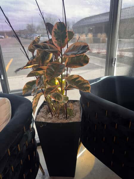 Ruby Rubber Plant