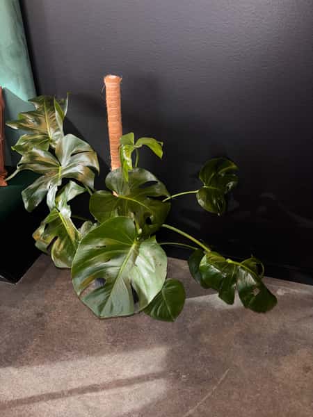 Monstera