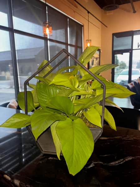 Neon Pothos #1