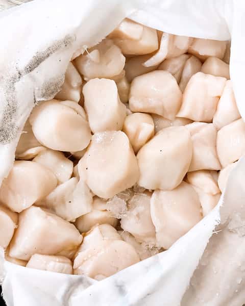 scallops