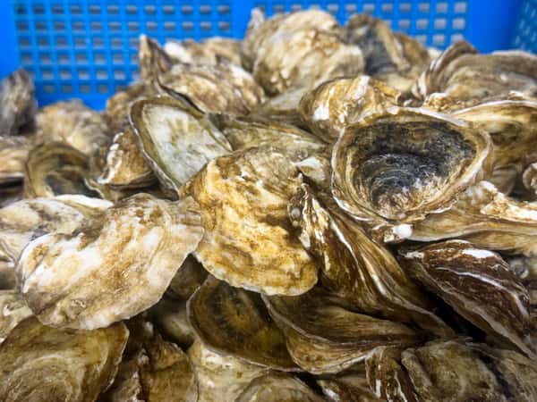 Oysters in the Shell Live