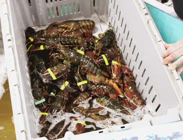 lobstertank