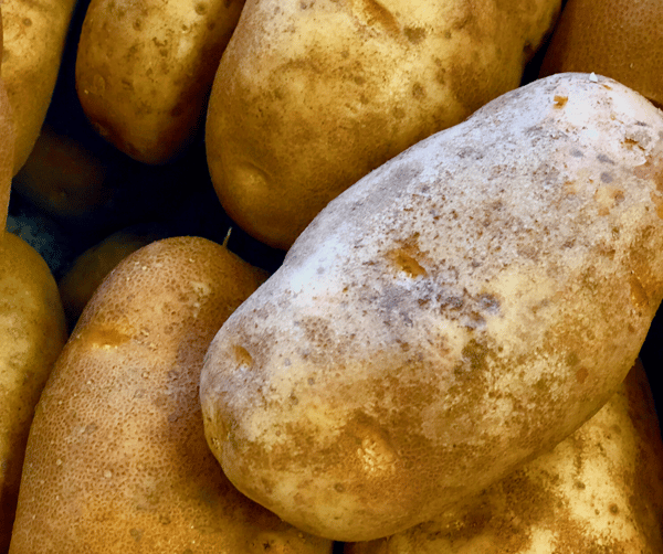 5lb Bag Potatoes Butcher Shop Menu Ole Edgefield Butcher Shop