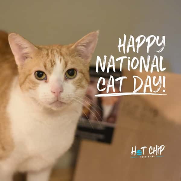Show us your KITTIES! 🐱🐱It's National Cat Day tomorrow (the 29th!)
.
🐈Noodle loves the Hot Chip house-spiced fries🍟 Post your cat enjoying some HC goodies, tag us, and we'll feature them in our story! 👯‍♂️🪩@hotchipburgerbar 
.
 #supportsmallbusiness #restaurant #minnesota #supportlocal #burgers #hotchip #rochmn #rochestermn #hotchipburgers #hotchipburgerbar #supportlocalbusiness #cat #cats #nationalcatday #kitty #kitties #showmeyourkitties