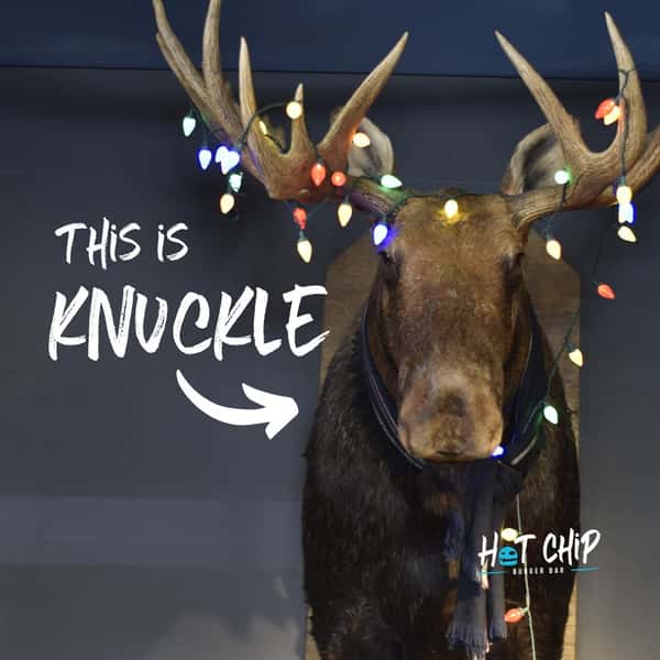 This is Knuckle, the moose. 🐃
.
He's been here a while, and always brings a festive flair🎄🎊 to Hot Chip (no matter what the season!)
.
Knuckle is quite the celebrity! In fact, you could call him FAMOOSE! 😂😏
.
 #supportsmallbusiness #restaurant #minnesota #supportlocal #burgers #hotchip #rochmn #rochestermn #hotchipburgers #hotchipburgerbar #supportlocalbusiness #moose #knucklethemoose