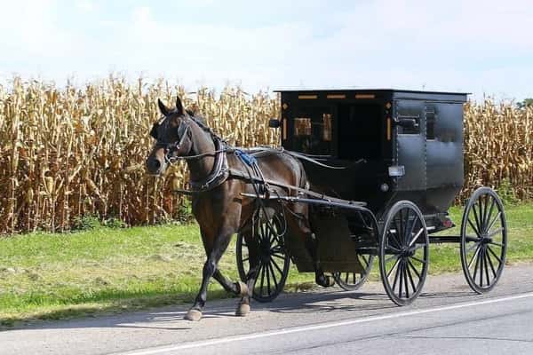 Buggy Rides