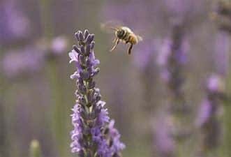 Lavender Honey Fields