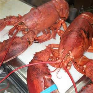 two cooked lobsters on a counter