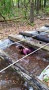 girl crawling under logs